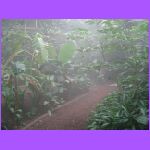 Rain Forest.jpg